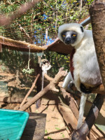 /album/fotogaleria-madagaskar-zajazd-vy-a-my1/madagaskar-zajazd-161-jpg2/
